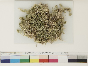  ( - CCDB-33278-E11)  @11 [ ] CreativeCommons - Attribution (2018) CBG Photography Group Centre for Biodiversity Genomics