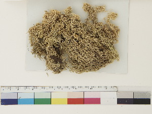  ( - CCDB-33278-E12)  @11 [ ] CreativeCommons - Attribution (2018) CBG Photography Group Centre for Biodiversity Genomics