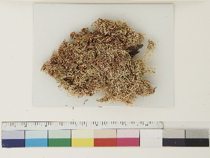 ( - CCDB-33278-F10)  @11 [ ] CreativeCommons - Attribution (2018) CBG Photography Group Centre for Biodiversity Genomics