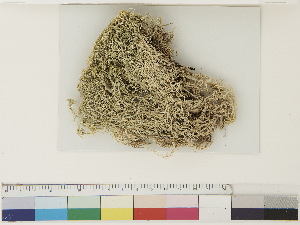  ( - CCDB-33278-F11)  @11 [ ] CreativeCommons - Attribution (2018) CBG Photography Group Centre for Biodiversity Genomics