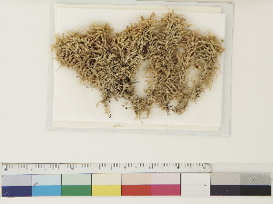  ( - CCDB-33278-F12)  @11 [ ] CreativeCommons - Attribution (2018) CBG Photography Group Centre for Biodiversity Genomics
