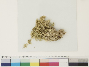  ( - CCDB-33278-G05)  @11 [ ] CreativeCommons - Attribution (2018) CBG Photography Group Centre for Biodiversity Genomics