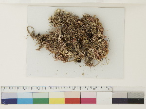  ( - CCDB-33278-G11)  @11 [ ] CreativeCommons - Attribution (2018) CBG Photography Group Centre for Biodiversity Genomics