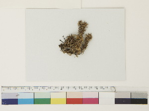  ( - CCDB-33278-G12)  @11 [ ] CreativeCommons - Attribution (2018) CBG Photography Group Centre for Biodiversity Genomics