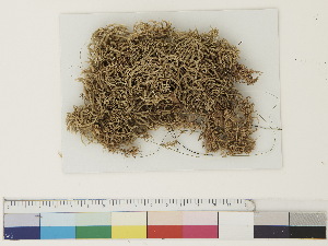  ( - CCDB-33278-H12)  @11 [ ] CreativeCommons - Attribution (2018) CBG Photography Group Centre for Biodiversity Genomics