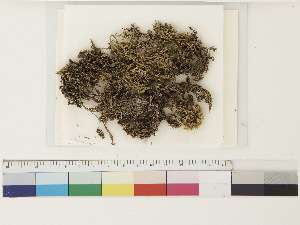  ( - CCDB-33279-A04)  @11 [ ] CreativeCommons - Attribution (2018) CBG Photography Group Centre for Biodiversity Genomics