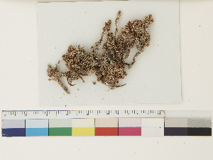  ( - CCDB-33279-A05)  @11 [ ] CreativeCommons - Attribution (2018) CBG Photography Group Centre for Biodiversity Genomics
