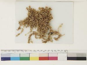  ( - CCDB-33279-B03)  @11 [ ] CreativeCommons - Attribution (2018) CBG Photography Group Centre for Biodiversity Genomics