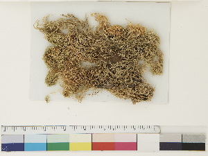  ( - CCDB-33279-B04)  @11 [ ] CreativeCommons - Attribution (2018) CBG Photography Group Centre for Biodiversity Genomics