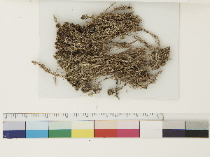  ( - CCDB-33279-B05)  @11 [ ] CreativeCommons - Attribution (2018) CBG Photography Group Centre for Biodiversity Genomics