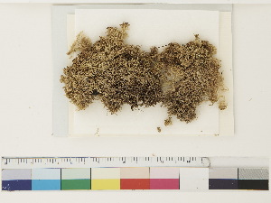  ( - CCDB-33279-C03)  @11 [ ] CreativeCommons - Attribution (2018) CBG Photography Group Centre for Biodiversity Genomics