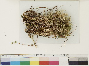  ( - CCDB-33279-C05)  @11 [ ] CreativeCommons - Attribution (2018) CBG Photography Group Centre for Biodiversity Genomics