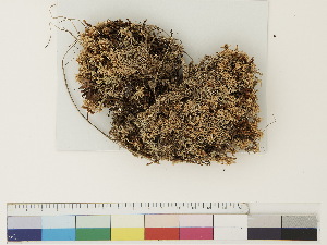  ( - CCDB-33279-D02)  @11 [ ] CreativeCommons - Attribution (2018) CBG Photography Group Centre for Biodiversity Genomics
