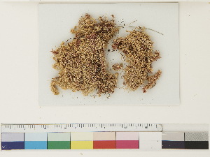  ( - CCDB-33279-D03)  @11 [ ] CreativeCommons - Attribution (2018) CBG Photography Group Centre for Biodiversity Genomics