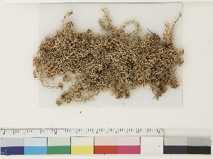  ( - CCDB-33279-D05)  @11 [ ] CreativeCommons - Attribution (2018) CBG Photography Group Centre for Biodiversity Genomics