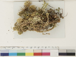  ( - CCDB-33279-D06)  @11 [ ] CreativeCommons - Attribution (2018) CBG Photography Group Centre for Biodiversity Genomics