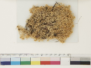  ( - CCDB-33279-E03)  @11 [ ] CreativeCommons - Attribution (2018) CBG Photography Group Centre for Biodiversity Genomics