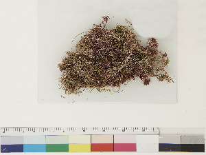  ( - CCDB-33279-E05)  @11 [ ] CreativeCommons - Attribution (2018) CBG Photography Group Centre for Biodiversity Genomics