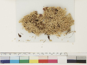  ( - CCDB-33279-F03)  @11 [ ] CreativeCommons - Attribution (2018) CBG Photography Group Centre for Biodiversity Genomics