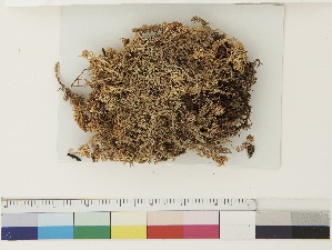  ( - CCDB-33279-F05)  @11 [ ] CreativeCommons - Attribution (2018) CBG Photography Group Centre for Biodiversity Genomics