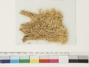  ( - CCDB-33279-G03)  @11 [ ] CreativeCommons - Attribution (2018) CBG Photography Group Centre for Biodiversity Genomics
