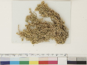 ( - CCDB-33279-G05)  @11 [ ] CreativeCommons - Attribution (2018) CBG Photography Group Centre for Biodiversity Genomics