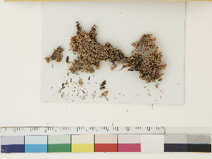  ( - CCDB-33279-G06)  @11 [ ] CreativeCommons - Attribution (2018) CBG Photography Group Centre for Biodiversity Genomics