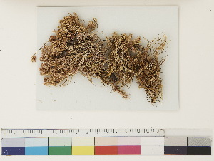  ( - CCDB-33279-H06)  @11 [ ] CreativeCommons - Attribution (2018) CBG Photography Group Centre for Biodiversity Genomics