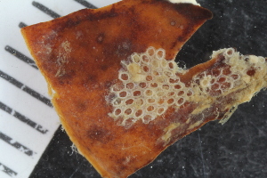  ( - SweBOL_Bryozoa_1198)  @11 [ ] CreativeCommons - Attribution Non-Commercial Share-Alike (2017) University of Bergen Natural History Collections