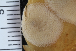  ( - SweBOL_Bryozoa_1199)  @11 [ ] CreativeCommons - Attribution Non-Commercial Share-Alike (2017) University of Bergen Natural History Collections