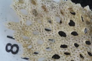  ( - SweBOL_Bryozoa_1361)  @11 [ ] CreativeCommons - Attribution Non-Commercial Share-Alike (2017) University of Bergen Natural History Collections