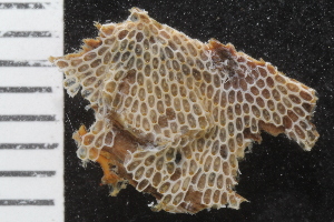  ( - SweBOL_Bryozoa_1472)  @11 [ ] CreativeCommons - Attribution Non-Commercial Share-Alike (2017) University of Bergen Natural History Collections