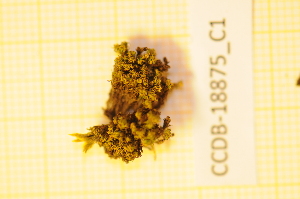  ( - CCDB-18875_C1)  @11 [ ] CreativeCommons - Attribution Non-Commercial Share-Alike (2013) NTNU Museum of Natural History and Archaeology NTNU Museum of Natural History and Archaeology