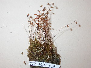  (Bryum longisetum - CCDB-14150_H_6)  @13 [ ] CreativeCommons - Attribution Non-Commercial Share-Alike (2011) NTNU Museum of Natural History and Archaeology NTNU Museum of Natural History and Archaeology