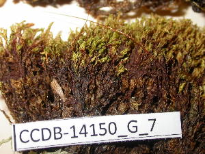  ( - CCDB-14150_G_7)  @11 [ ] CreativeCommons - Attribution Non-Commercial Share-Alike (2011) NTNU Museum of Natural History and Archaeology NTNU Museum of Natural History and Archaeology