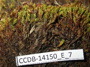  ( - CCDB-14150_E_7)  @11 [ ] CreativeCommons - Attribution Non-Commercial Share-Alike (2011) NTNU Museum of Natural History and Archaeology NTNU Museum of Natural History and Archaeology
