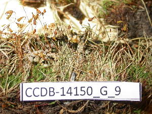  (Bryum salinum - CCDB-14150_G_9)  @14 [ ] CreativeCommons - Attribution Non-Commercial Share-Alike (2011) NTNU Museum of Natural History and Archaeology NTNU Museum of Natural History and Archaeology