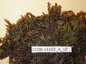  ( - CCDB-14150_A_10)  @11 [ ] CreativeCommons - Attribution Non-Commercial Share-Alike (2011) NTNU Museum of Natural History and Archaeology NTNU Museum of Natural History and Archaeology