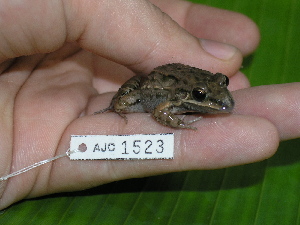  (Leptodactylus fragilis - AJC 1523)  @14 [ ] CreativeCommons - Attribution Non-Commercial Share-Alike (2010) Andrew J. Crawford Smithsonian Tropical Research Institute