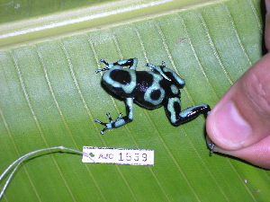  (Dendrobates auratus - AJC 1539)  @14 [ ] CreativeCommons - Attribution Non-Commercial Share-Alike (2010) Andrew J. Crawford Smithsonian Tropical Research Institute
