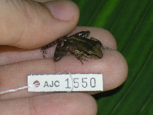 ( - AJC 1550)  @14 [ ] CreativeCommons - Attribution Non-Commercial Share-Alike (2010) Andrew J. Crawford Smithsonian Tropical Research Institute