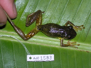  (Scinax ruber - AJC 1583)  @14 [ ] CreativeCommons - Attribution Non-Commercial Share-Alike (2010) Andrew J. Crawford Smithsonian Tropical Research Institute