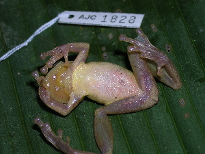  (Scinax sp - AJC 1828)  @13 [ ] CreativeCommons - Attribution Non-Commercial Share-Alike (2010) Andrew J. Crawford Smithsonian Tropical Research Institute