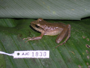  ( - AJC 1838)  @14 [ ] CreativeCommons - Attribution Non-Commercial Share-Alike (2010) Andrew J. Crawford Smithsonian Tropical Research Institute
