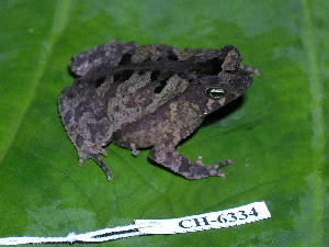  (Rhinella alata - CH 6334)  @14 [ ] CreativeCommons - Attribution Non-Commercial Share-Alike (2010) Andrew J. Crawford Smithsonian Tropical Research Institute