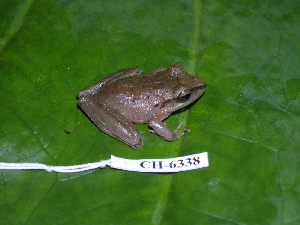  ( - CH 6338)  @14 [ ] CreativeCommons - Attribution Non-Commercial Share-Alike (2010) Andrew J. Crawford Smithsonian Tropical Research Institute