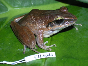  ( - CH 6344)  @14 [ ] CreativeCommons - Attribution Non-Commercial Share-Alike (2010) Andrew J. Crawford Smithsonian Tropical Research Institute