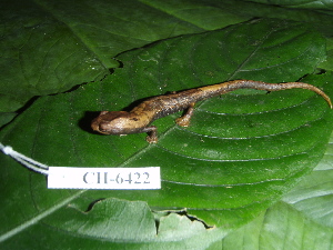  (Bolitoglossa sp - CH 6422)  @11 [ ] CreativeCommons - Attribution Non-Commercial Share-Alike (2010) Andrew J. Crawford Smithsonian Tropical Research Institute
