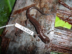  (Bolitoglossa taylori - CH 6452)  @13 [ ] CreativeCommons - Attribution Non-Commercial Share-Alike (2010) Andrew J. Crawford Smithsonian Tropical Research Institute