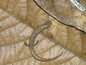  (Bolitoglossa cuna - CH 6675)  @13 [ ] CreativeCommons - Attribution Non-Commercial Share-Alike (2010) Andrew J. Crawford Smithsonian Tropical Research Institute